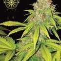 AK-49 Autoflowering (Vision Seeds) feminisiert