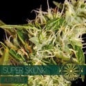 Super Skunk Autoflowering (Vision Seeds) feminisiert