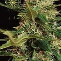 Super Skunk Autoflowering (Vision Seeds) feminisiert