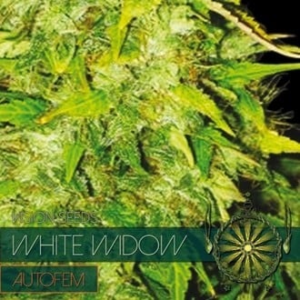 White Widow Autoflowering (Vision Seeds) feminisiert