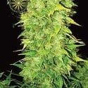 White Widow Autoflowering (Vision Seeds) feminisiert