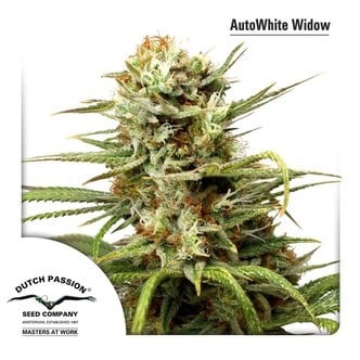 AutoWhite Widow (Dutch Passion) feminisiert