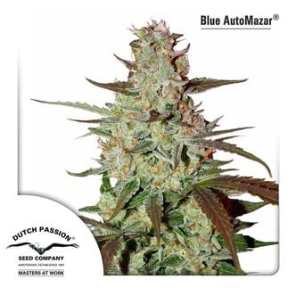 Blue AutoMazar (Dutch Passion) feminized