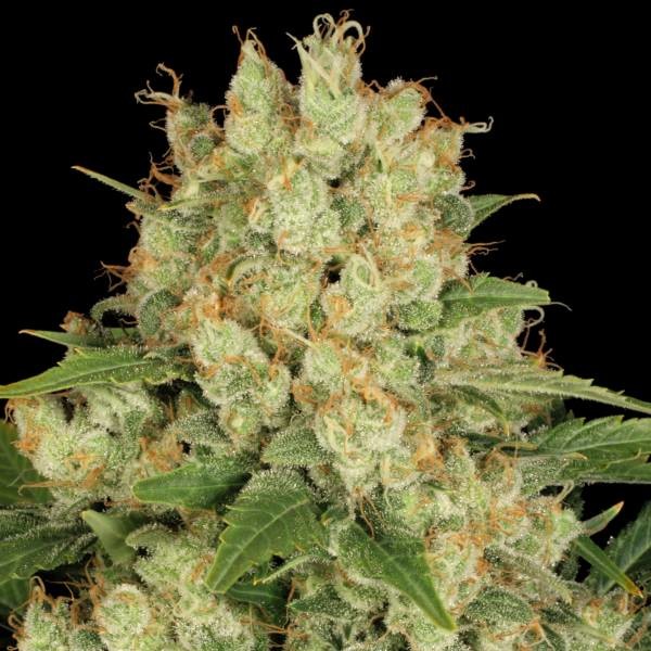 AK-47 (Serious Seeds) - Zamnesia