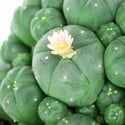 Peyote mit Jungen (Lophophora williamsii)