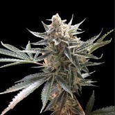 Tangie (DNA Genetics) feminized
