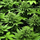 Joint Doctor Lowryder Auto Mix (Joint Doctor) feminized