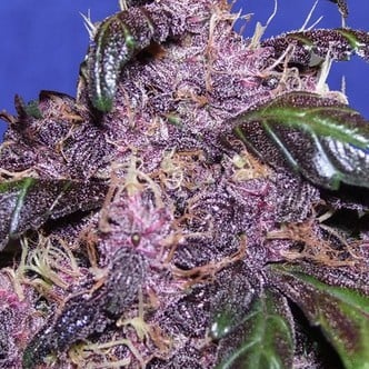 Auto Purple (Original Sensible Seeds) feminisiert