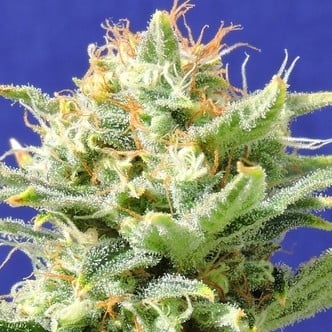 Auto Skunk (Original Sensible Seeds) feminisiert