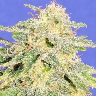 Auto JH (Original Sensible Seeds) feminized