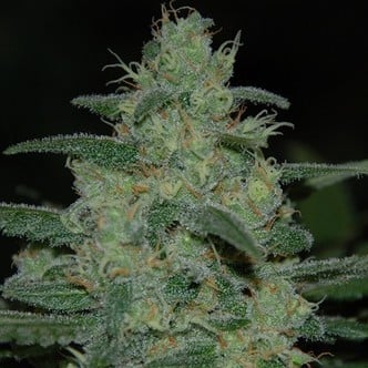 Pure Kush (Original Sensible Seeds) feminisiert