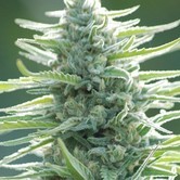 Pure Africa (Original Sensible Seeds) feminized
