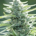 Pure Africa (Original Sensible Seeds) feminized