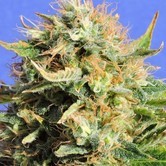 Chronic Lights (Original Sensible Seeds) feminized