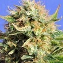 Chronic Lights (Original Sensible Seeds) feminized