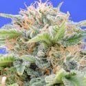 Black Gum (Original Sensible Seeds) feminized