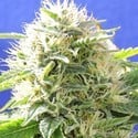 Black Destroyer (Original Sensible Seeds) feminized