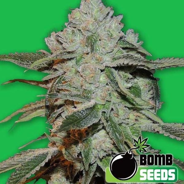 Atomic | Bomb Seeds | Cannabis Seeds - Zamnesia