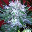 Auto Bomb (Bomb Seeds) feminized