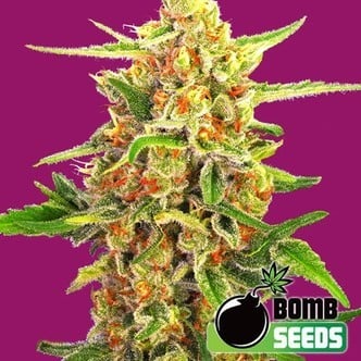 Cherry Bomb (Bomb Seeds) feminisiert