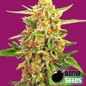 Cherry Bomb (Bomb Seeds) feminisiert