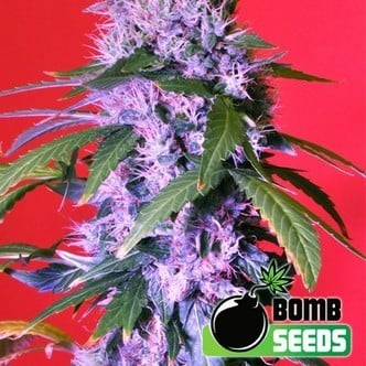 Berry Bomb (Bomb Seeds) feminisiert