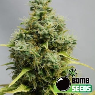 Big Bomb (Bomb Seeds) feminisiert