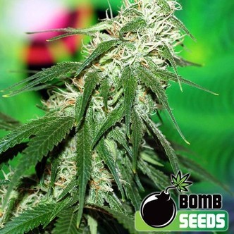 Buzz Bomb (Bomb Seeds) feminisiert