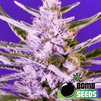 Ice Bomb (Bomb Seeds) feminisiert