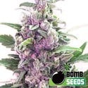 THC Bomb (Bomb Seeds) feminisiert