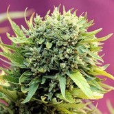 Dairy Queen (TGA Subcool) regular