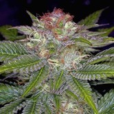 Deep Purple (TGA Subcool) regular