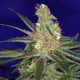 Jack's Cleaner 2 (TGA Subcool) regular