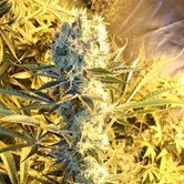 Kaboom (TGA Subcool) regular