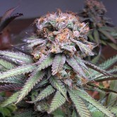 Querkle (TGA Subcool) regular