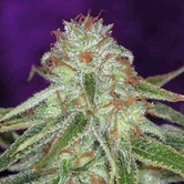 The Flav (TGA Subcool) regular