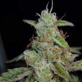 The Third (TGA Subcool) regular