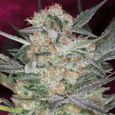 Cheese Quake (TGA Subcool) regular