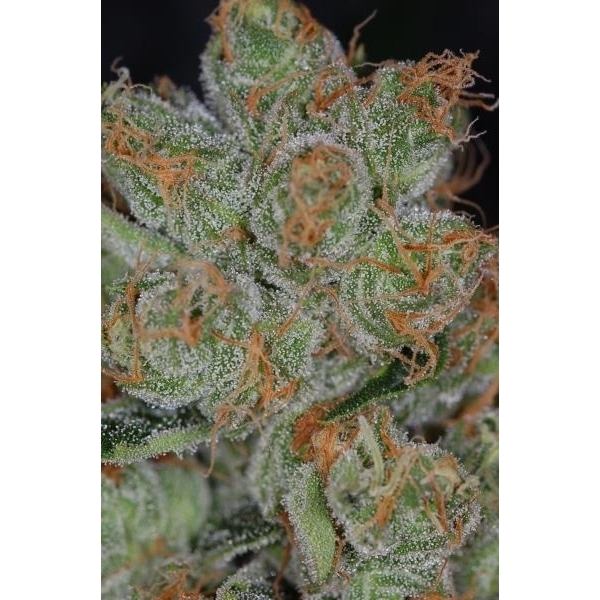 purple cheese quake strain purple cheese quake strain