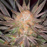 Qrazy Train (TGA Subcool) regular