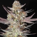 Marionberry Kush (TGA Subcool) regular