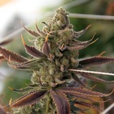 Conspiracy Kush (TGA Subcool) regular