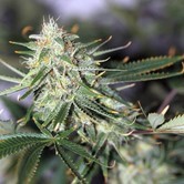 Galactic Jack (TGA Subcool) regular