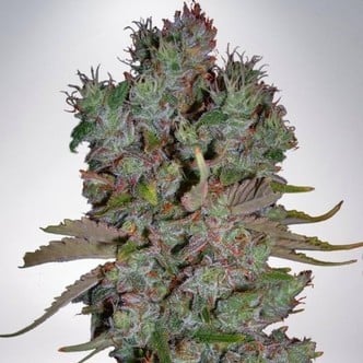 Auto Blueberry Domina (Ministry of Cannabis) feminized