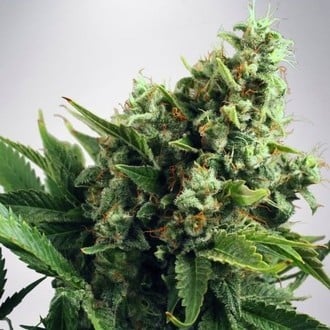 Auto White Widow (Ministry of Cannabis) feminisiert