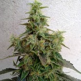 Dieseltonic (Resin Seeds) feminisiert
