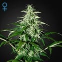 Kalashnikova Autoflowering (Greenhouse Seeds) feminisiert