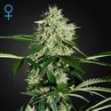 Northern Lights Autoflowering (Greenhouse Seeds) feminisiert