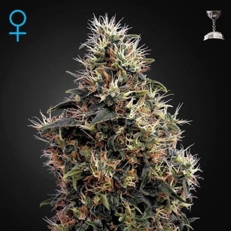 Sweet Mango Autoflowering (Greenhouse Seeds) feminisiert