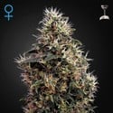 Sweet Mango Autoflowering (Greenhouse Seeds) feminized